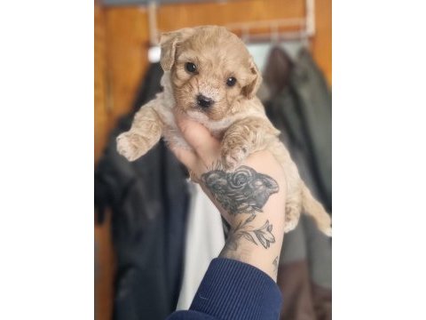 Özelini isteyenlere toy poodle bebekler