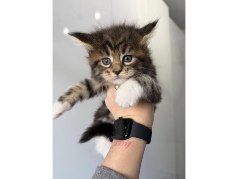 Xxxl maine coon dev kediler