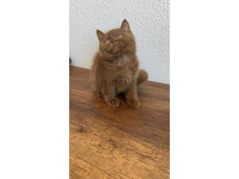 British shorthair cinnamon