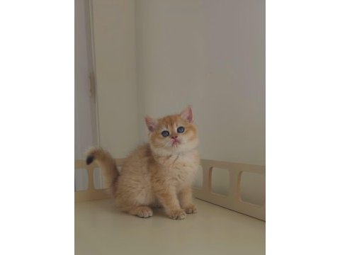 2 aylık safkan british shorthair