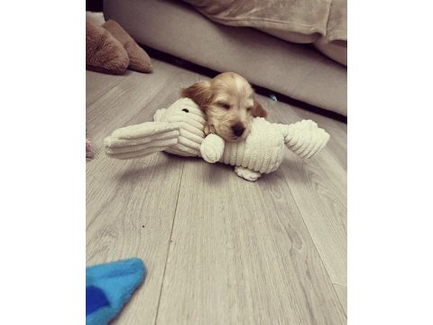 Türkiye geneli ırk sağlık ve kapıda ödeme garantili