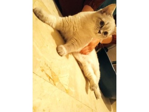 Uysal oyuncu british shorthair kedimiz