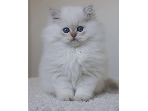 British longhair yavrularımız