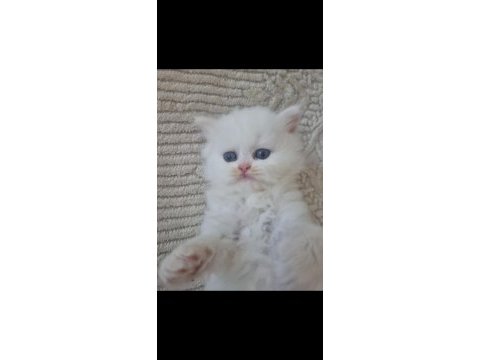 British longhair kediler