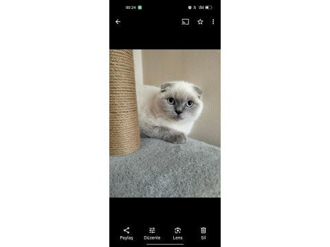 Scottish fold kedimiz zeus için yuva arıyoruz