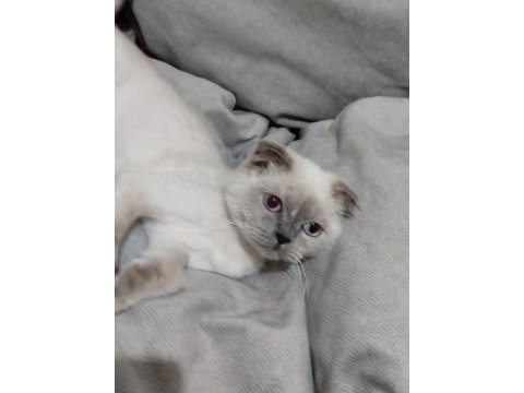 Safkan scottish fold dostumuz yeni sahibini arıyor