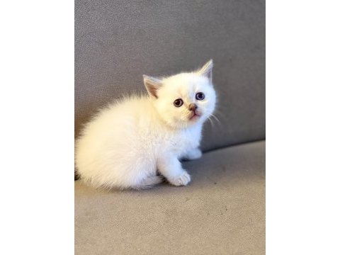 British shorthair yavrularımız