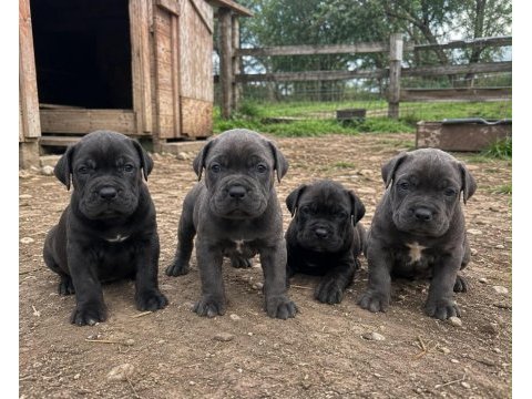 A kalie garantili cane corso bebekler