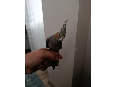 6 aylık dişi ele alışık sultan papağanı