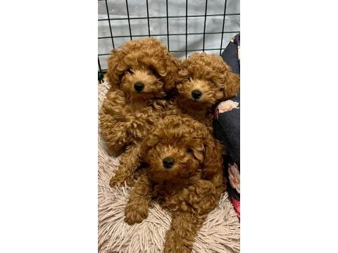 Toy poodle prenses