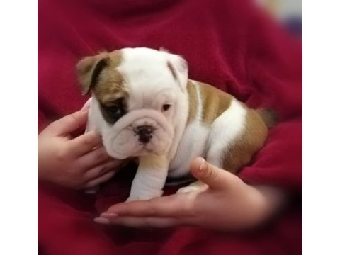 İngiliz bulldog yavruları