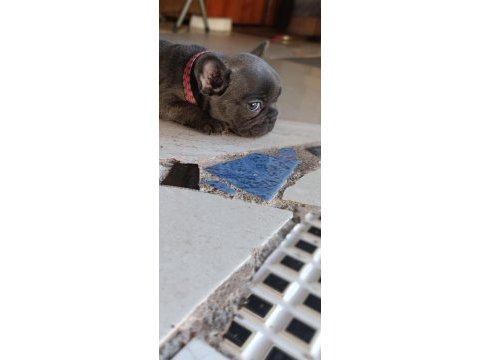 A kalite blue dişi french bulldog yavrum