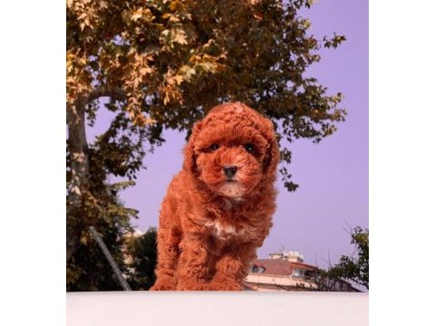Red brown toy poodle yavrular