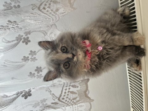 British longhair