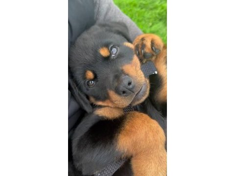 %100 orjinal rottweiler yavrular kredi kartı geçerlidir