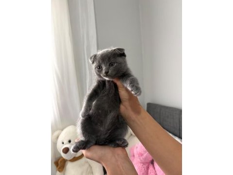 Scottish fold yavrular
