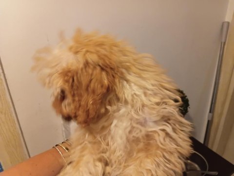 Maltipoo poodle kırması