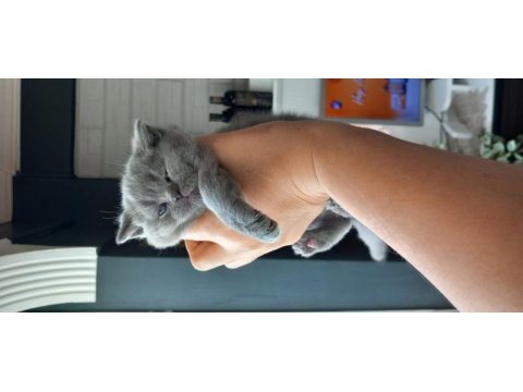 Kaliteli british shorthair yavrular