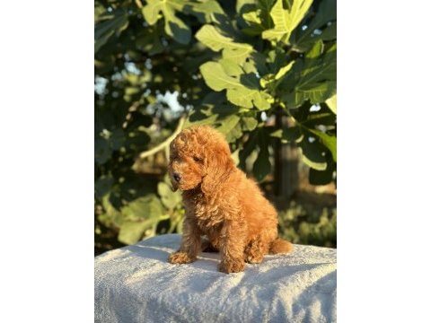 A kalite toy poodle yavrular