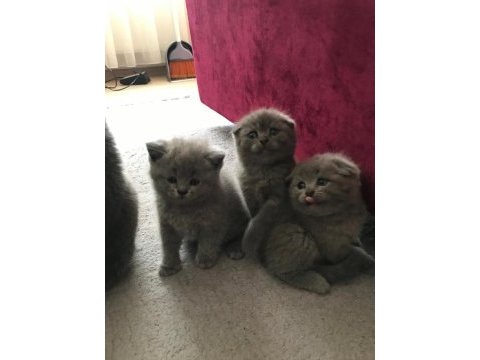 Scottish fold kız ve erkek son 2 yavru