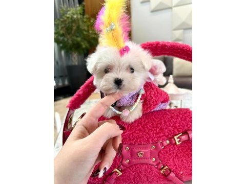 Maltese tatlı yavru köpeklerimizle tanışın!