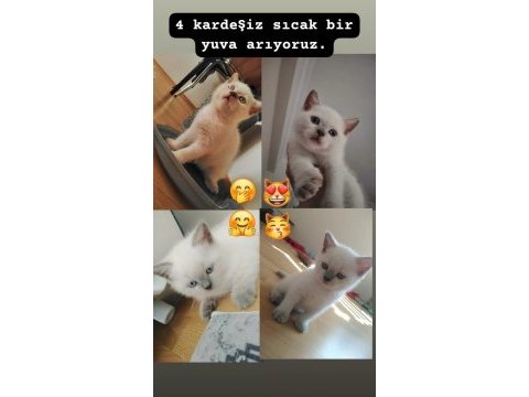 Muhteşem british shorthair blue point yavrularımız