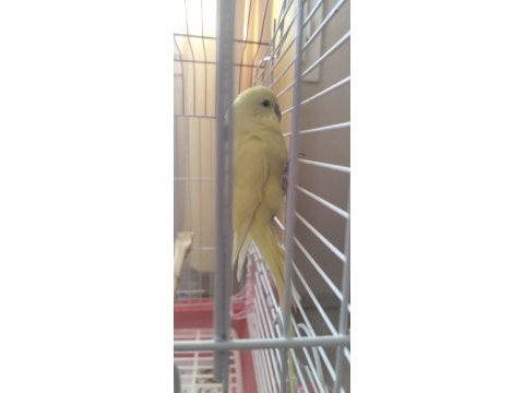 Full evcil muhabbet kuşu