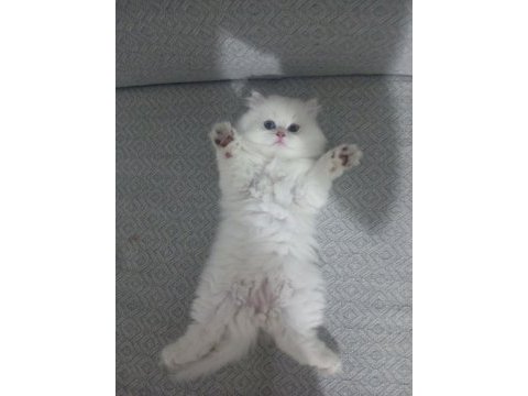 Safkan british longhair