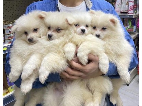 A kalite pomeranian spitz yavrular