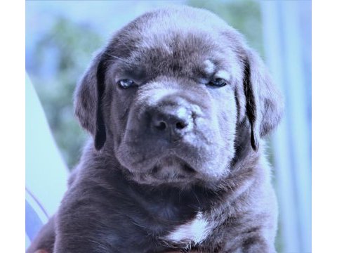 Fcı-kıf secereli safkan cane corso