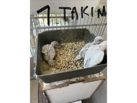 Yavrulu muhabbet kuşu takımları
