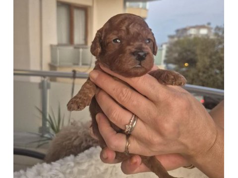 Kaliteli orjinal koyu korekan poodle yavrularımız