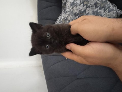 Tatlı kediler sahiplenmeye hazır