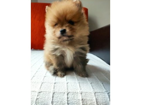 Pomeranian boo köpekler