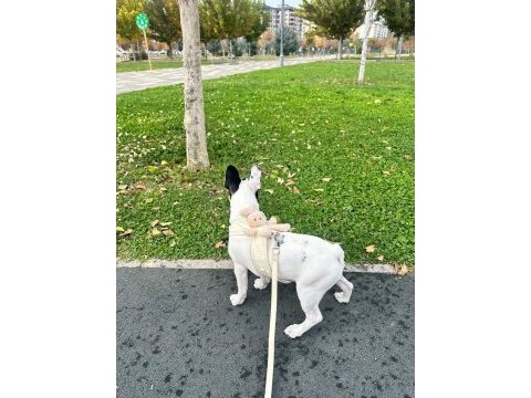 Gaziantep yavru french bulldog