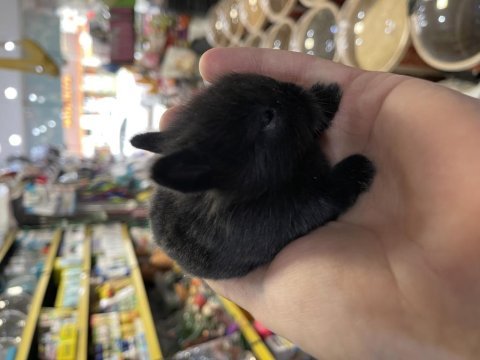 Cüce tavşan yavrularımız
