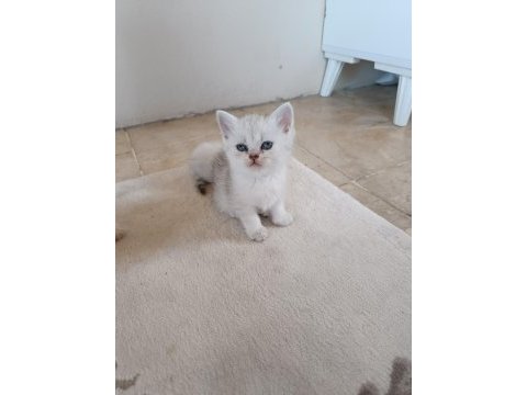 Safkan british shorthair yavrularımız