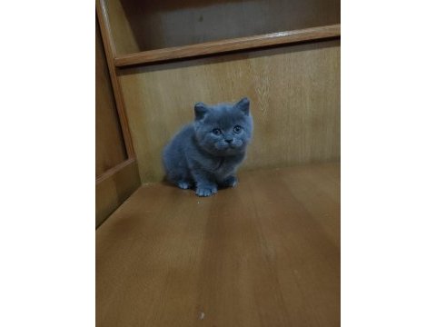 52 günlük british shorthair yavrularımız