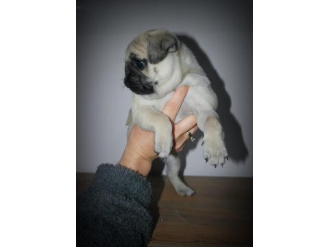 Pug mops dişi yavrumuz