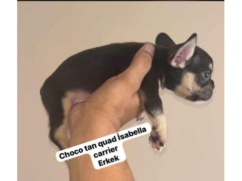 Chocolate tan quad isabella carrier erkek micro french