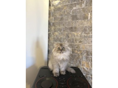 Teslime hazır brıtısh longhaır sılver yavrularım 