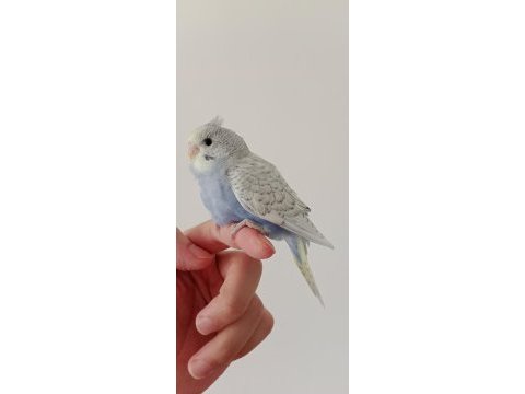 Yeme düşmüş yavru muhabbet kuşlar
