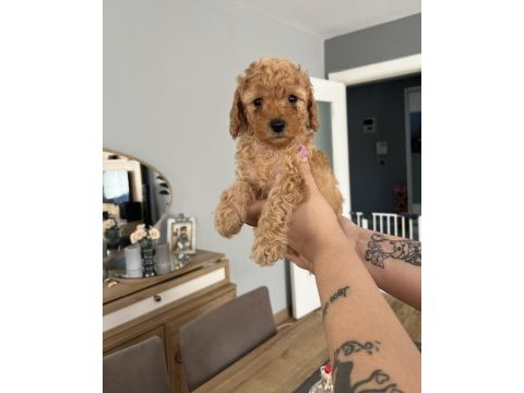 Toy poodle ev doğum