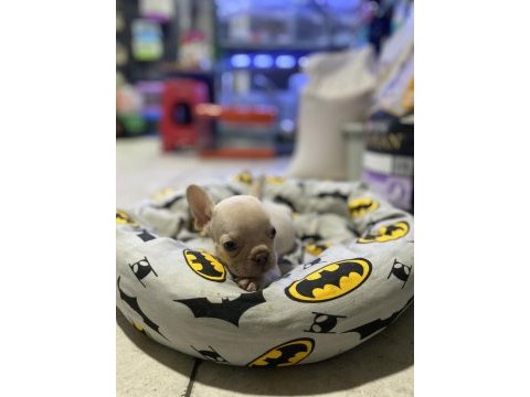 Egzotik mavi gözlü french bulldog bebek