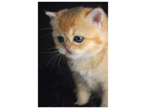 British shorthair yavruları