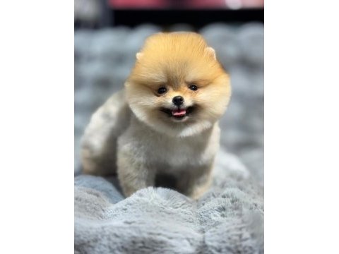 A kalite ırk sağlık garantili pomeranian boo yavrular
