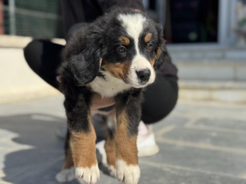 Petmode köpek çiftliğinde ziyarete açık bernese 
