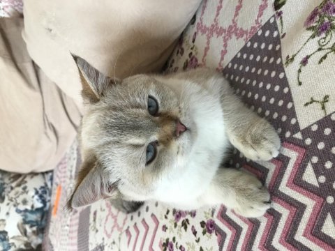 British shorthair leo sahibini arıyor
