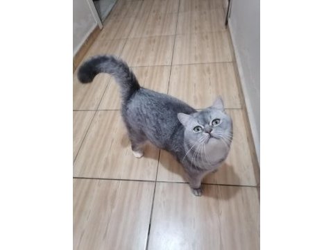 Kedimiz benekliyi sahiplendirmek istiyorum