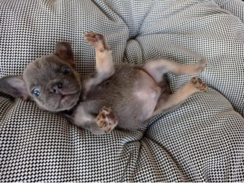 Erkek blue and tan isabella carrier french bulldog yavrular
